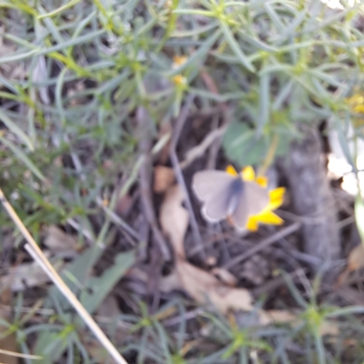 Zizina otis (Common Grass-Blue) at Mount Majura (MMS) - 11 Feb 2024 by abread111