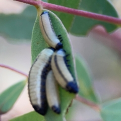 Paropsisterna cloelia at Black Mountain - 11 Feb 2024