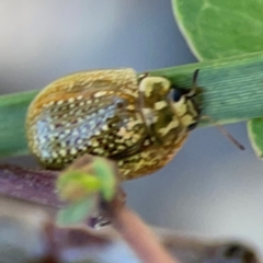 Paropsisterna cloelia at Black Mountain - 11 Feb 2024 01:58 PM