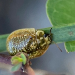 Paropsisterna cloelia at Black Mountain - 11 Feb 2024 01:58 PM