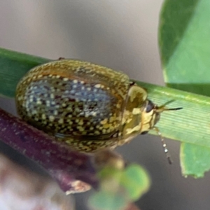 Paropsisterna cloelia at Black Mountain - 11 Feb 2024 01:58 PM