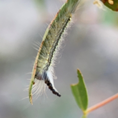 Uraba lugens (Gumleaf Skeletonizer) at Black Mountain - 11 Feb 2024 by Hejor1