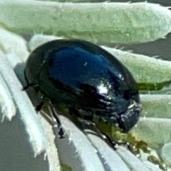 Ditropidus sp. (genus) (Leaf beetle) at Black Mountain - 11 Feb 2024 by Hejor1