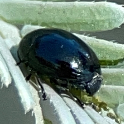 Ditropidus sp. (genus) (Leaf beetle) at Black Mountain - 11 Feb 2024 by Hejor1