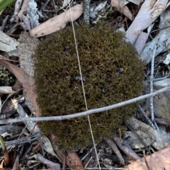 Cladia sp. (genus) at Black Mountain - 11 Feb 2024 by Hejor1