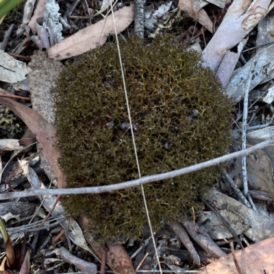 Cladia sp. (genus) at Black Mountain - 11 Feb 2024 by Hejor1