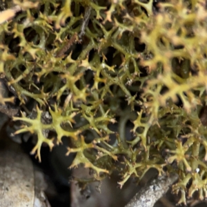 Cladia sp. (genus) at Black Mountain - 11 Feb 2024