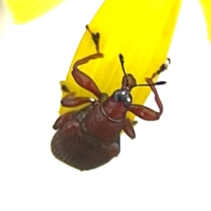 Euops sp. (genus) at Point 5204 - 11 Feb 2024