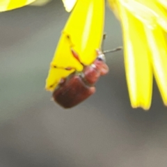 Euops sp. (genus) at Point 5204 - 11 Feb 2024