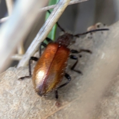 Ecnolagria grandis (Honeybrown beetle) at Point 5204 - 11 Feb 2024 by Hejor1