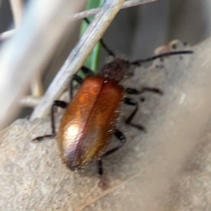 Ecnolagria grandis at Point 5204 - 11 Feb 2024