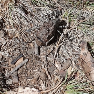 Acripeza reticulata at Bimberi Nature Reserve - 10 Feb 2024 11:56 AM