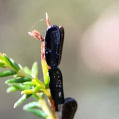 Phaneropterinae (subfamily) at Undefined Area - 11 Feb 2024 02:42 PM