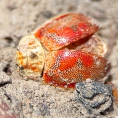 Paropsini sp. (tribe) (Unidentified paropsine leaf beetle) at Point 5204 - 11 Feb 2024 by Hejor1