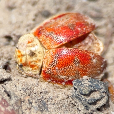 Paropsini sp. (tribe) (Unidentified paropsine leaf beetle) at Point 5204 - 11 Feb 2024 by Hejor1