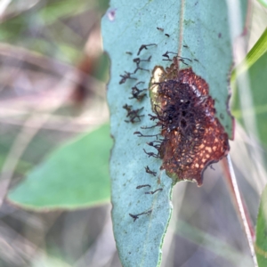 Hypertrophidae sp. (family) at Point 5204 - 11 Feb 2024