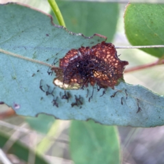 Hypertrophidae sp. (family) at Point 5204 - 11 Feb 2024