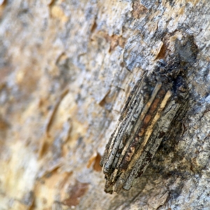 Clania lewinii & similar Casemoths at Black Mountain - 11 Feb 2024