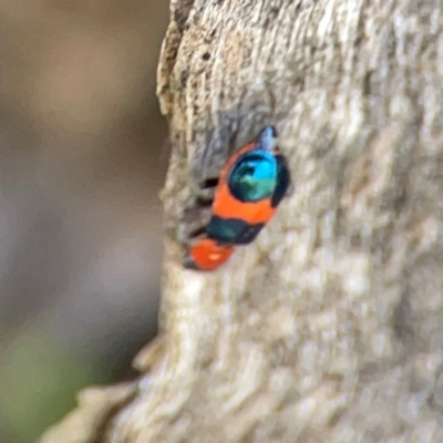 Dicranolaius cinctus (Notched-leg Red & Blue Flower Beetle) - 11 Feb 2024 by Hejor1