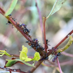 Iridomyrmex purpureus at Point 5204 - 11 Feb 2024