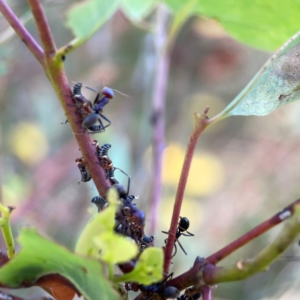 Iridomyrmex purpureus at Point 5204 - 11 Feb 2024