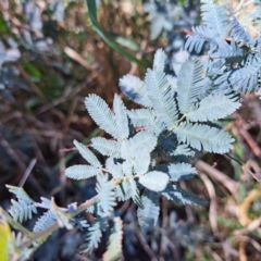 Acacia baileyana at Mount Majura (MMS) - 11 Feb 2024