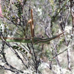 Acrida conica (Giant green slantface) at Cotter River, ACT - 10 Feb 2024 by jmcleod