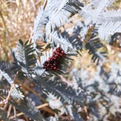 Oechalia schellenbergii (Spined Predatory Shield Bug) at Mount Majura (MMS) - 11 Feb 2024 by abread111