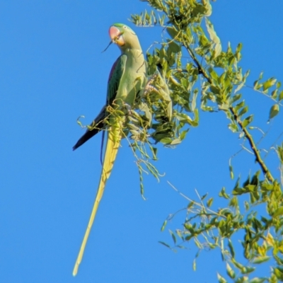 Psittacula eupatria (Alexandrine Parakeet) by BelindaWilson