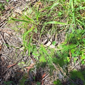 Asparagus officinalis at Mount Majura (MMS) - 11 Feb 2024 02:34 PM