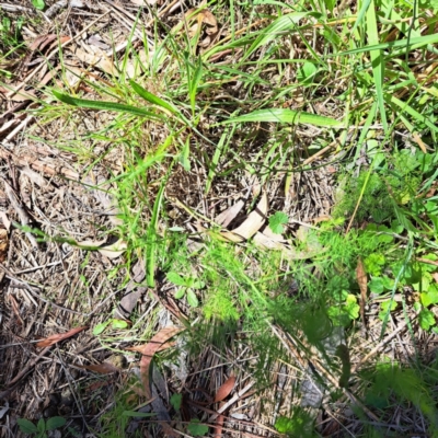 Asparagus officinalis (Asparagus) at Mount Majura (MMS) - 11 Feb 2024 by abread111