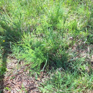 Asparagus officinalis at Mount Majura (MMS) - 11 Feb 2024 02:34 PM