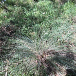 Poa sieberiana at Mount Majura (MMS) - 11 Feb 2024