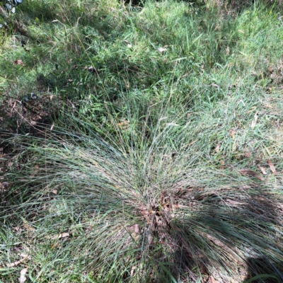 Poa sieberiana (Poa Tussock) at Mount Majura (MMS) - 11 Feb 2024 by abread111