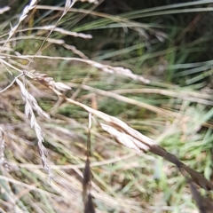 Poa sieberiana at Mount Majura (MMS) - 11 Feb 2024