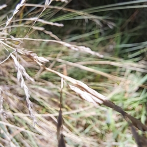 Poa sieberiana at Mount Majura (MMS) - 11 Feb 2024 02:39 PM