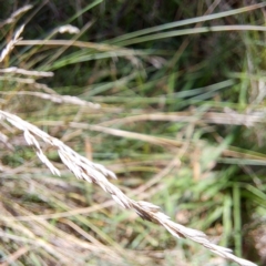 Poa sieberiana at Mount Majura (MMS) - 11 Feb 2024