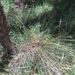 Poa sieberiana at Mount Majura (MMS) - 11 Feb 2024 02:39 PM