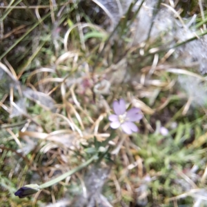 Epilobium sp. at Mount Majura - 11 Feb 2024