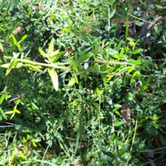 Olea europaea subsp. cuspidata at Mount Majura (MMS) - 11 Feb 2024 02:46 PM