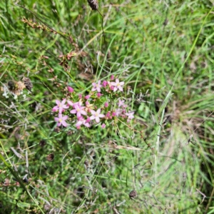 Centaurium erythraea at Mount Majura (MMS) - 11 Feb 2024 02:51 PM