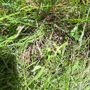 Centaurium erythraea at Mount Majura (MMS) - 11 Feb 2024