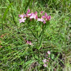 Centaurium erythraea at Mount Majura (MMS) - 11 Feb 2024