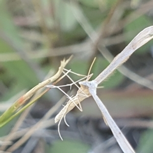 Stenoptilia zophodactylus at Undefined Area - 9 Feb 2024 10:54 AM