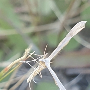 Stenoptilia zophodactylus at Undefined Area - 9 Feb 2024 10:54 AM