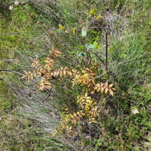 Pistacia chinensis at Mount Majura (MMS) - 11 Feb 2024