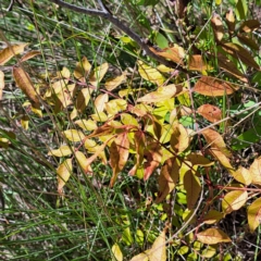 Pistacia chinensis at Mount Majura (MMS) - 11 Feb 2024 02:53 PM