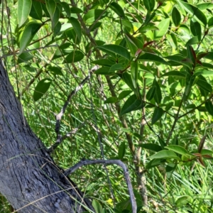 Ligustrum lucidum at Mount Majura (MMS) - 11 Feb 2024