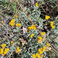 Chrysocephalum apiculatum (Common Everlasting) at Hackett, ACT - 11 Feb 2024 by abread111