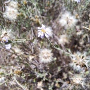 Vittadinia gracilis at Mount Majura (MMS) - 11 Feb 2024